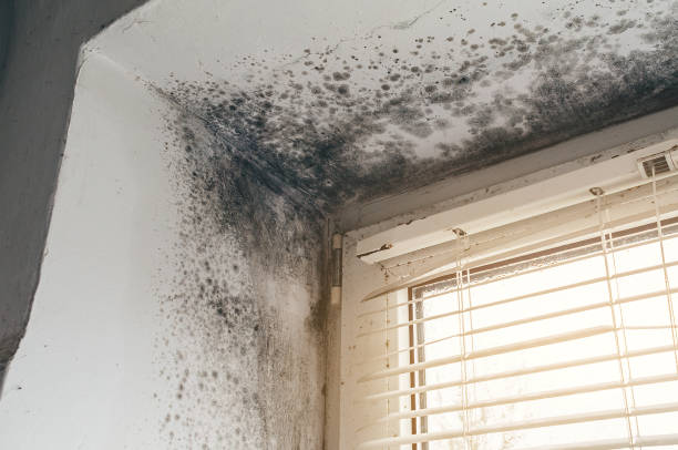 Affordable Hvac And Air Duct Mold Remediation solutions in Nashville, NC